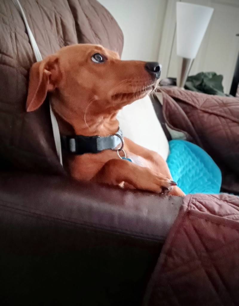 Boonslick Animal Hospital